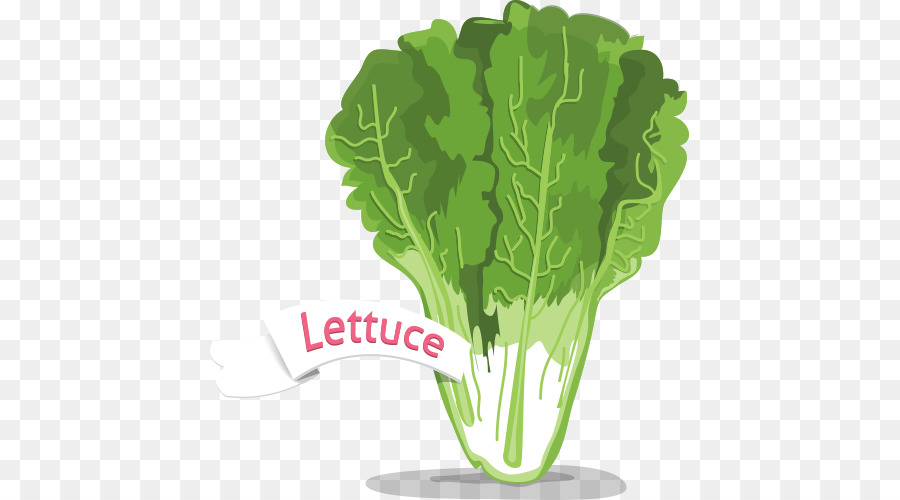 Lechuga，Verde PNG