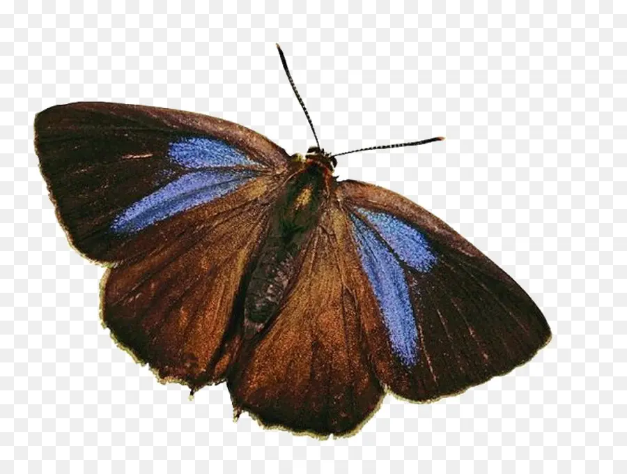 Mariposa，Alas PNG