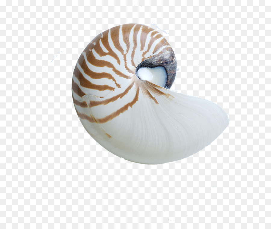 Nautilo，Nautilidae PNG