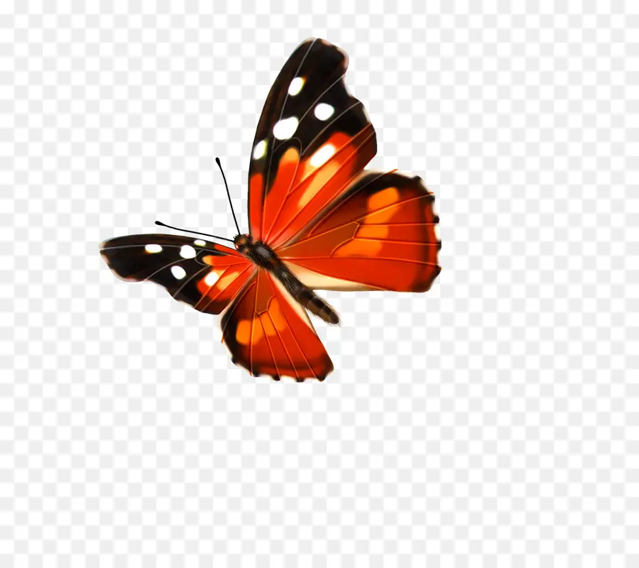 Mariposa，Recurso PNG