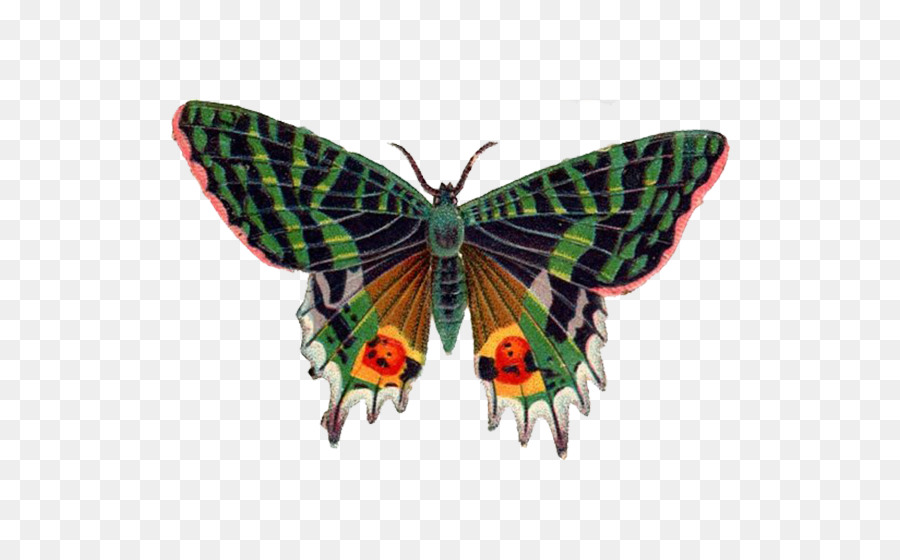 Mariposa，Diseño Gráfico PNG
