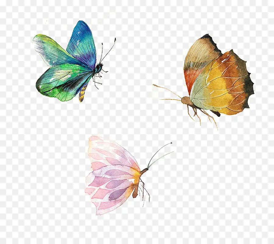 Mariposas Y Flores，Vistoso PNG