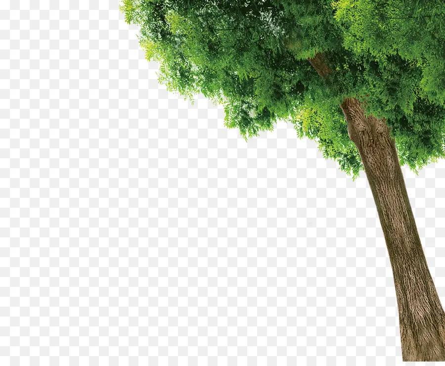 Árbol，Hojas PNG