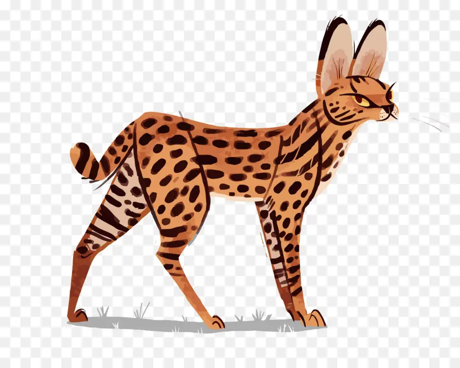 Gato Cerval，Manchas PNG