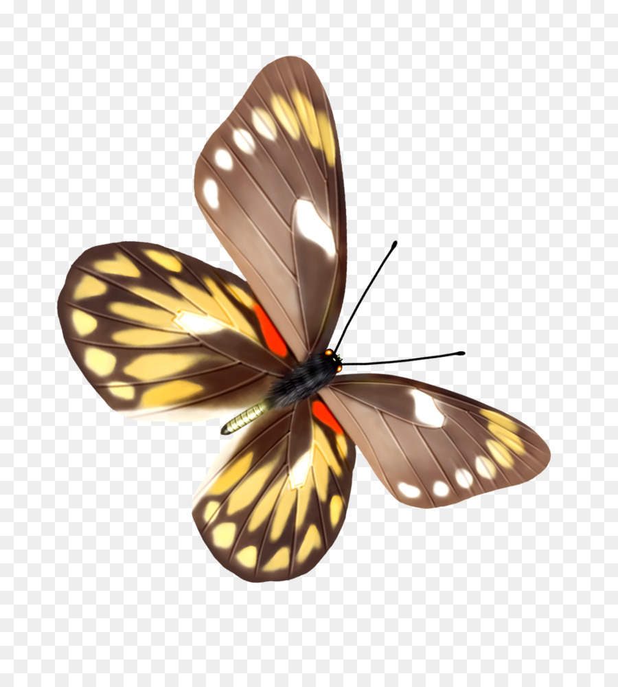 Mariposa，La Polilla PNG