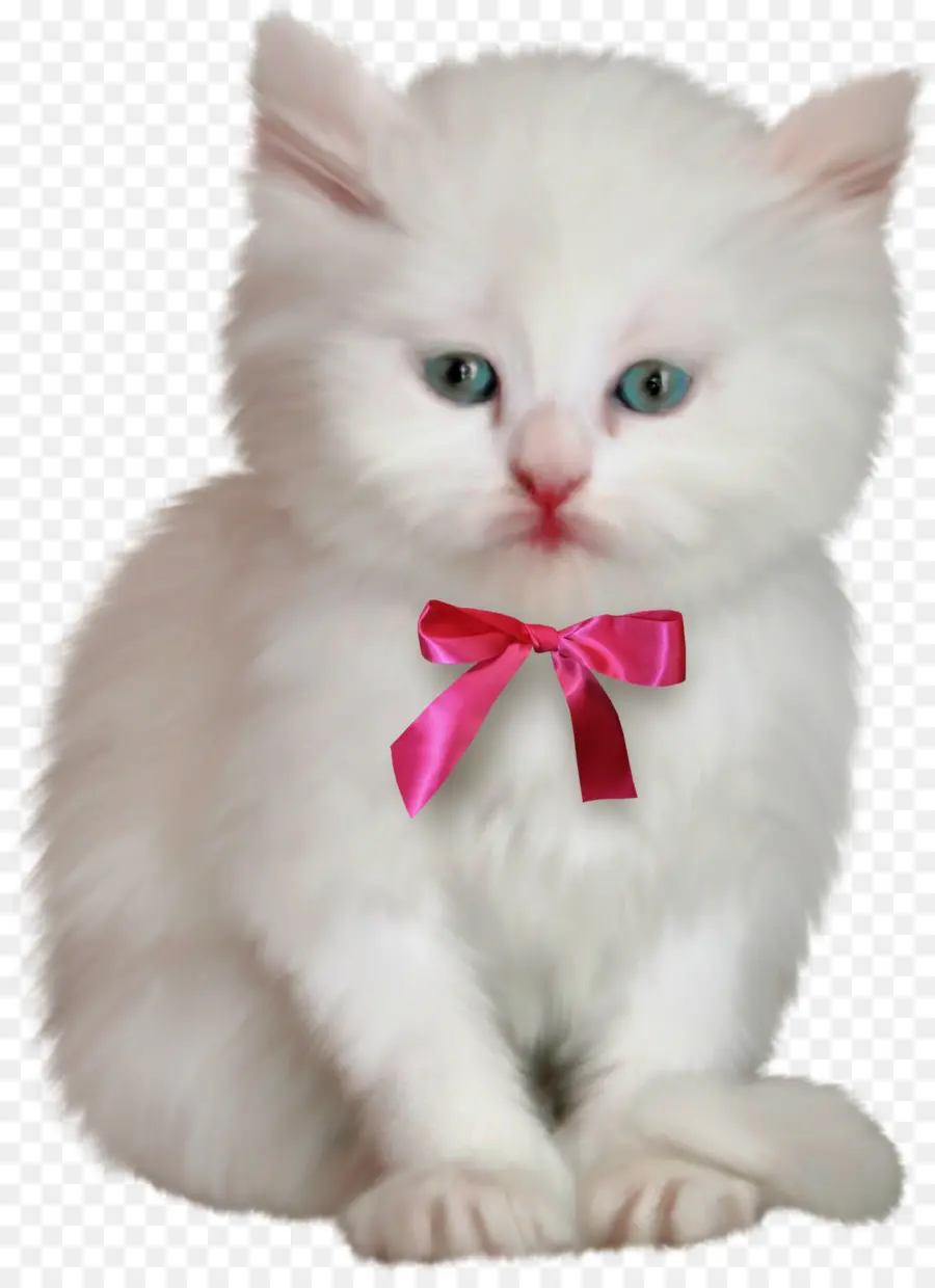 Gato，Gatito PNG