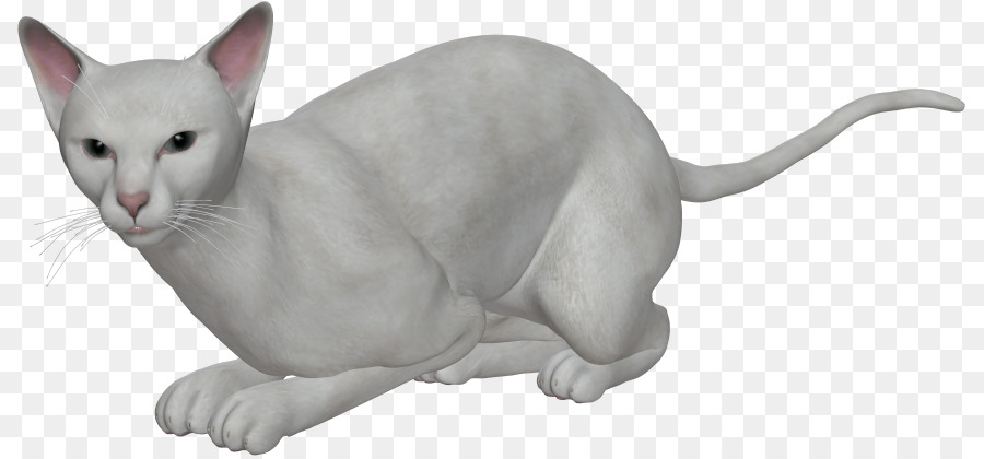 Levkoy Ucraniano，Tonkinese Gato PNG