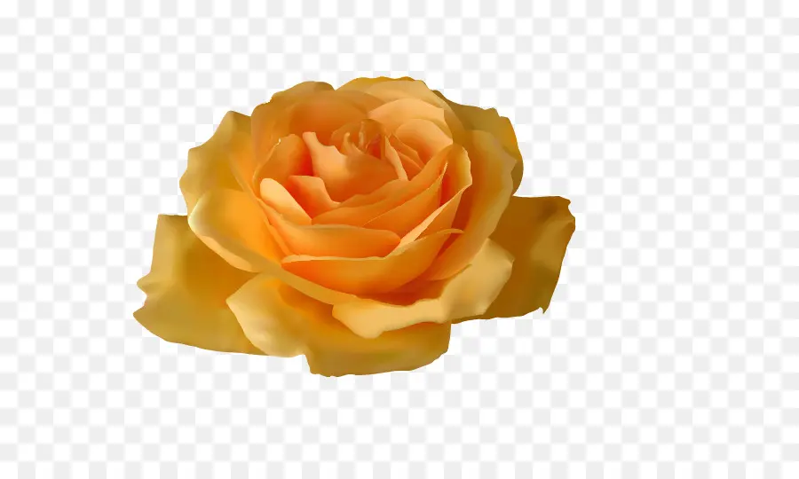 Rosa Amarilla，Florecer PNG