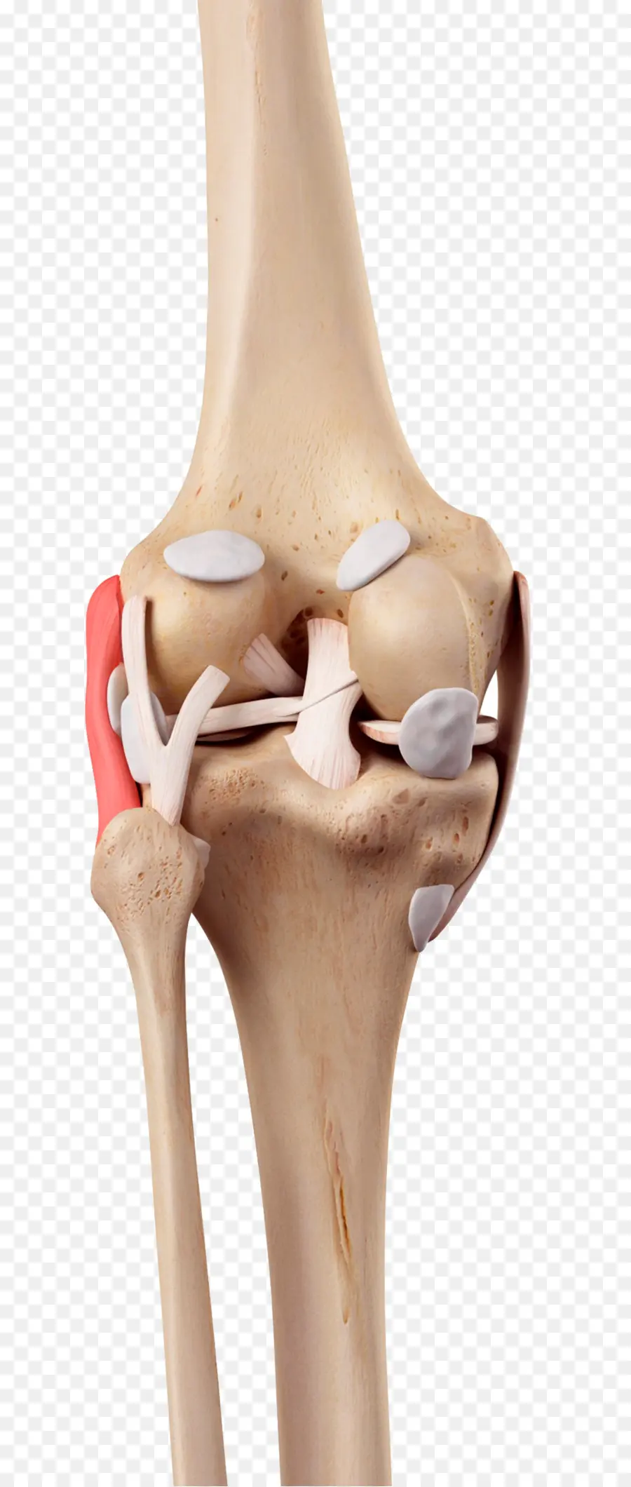 La Rodilla，Ligamento PNG