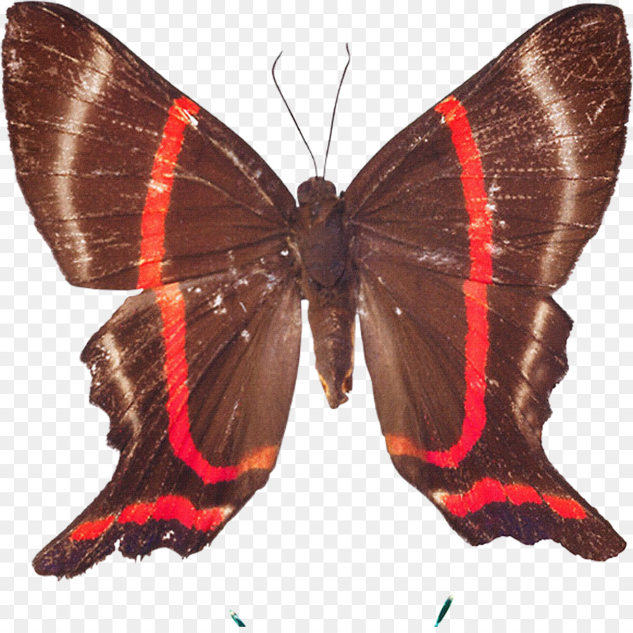 Mariposa，Nymphalidae PNG