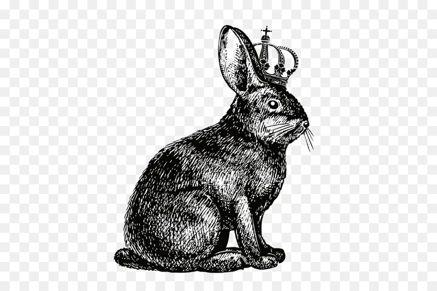 Hare，Conejo PNG