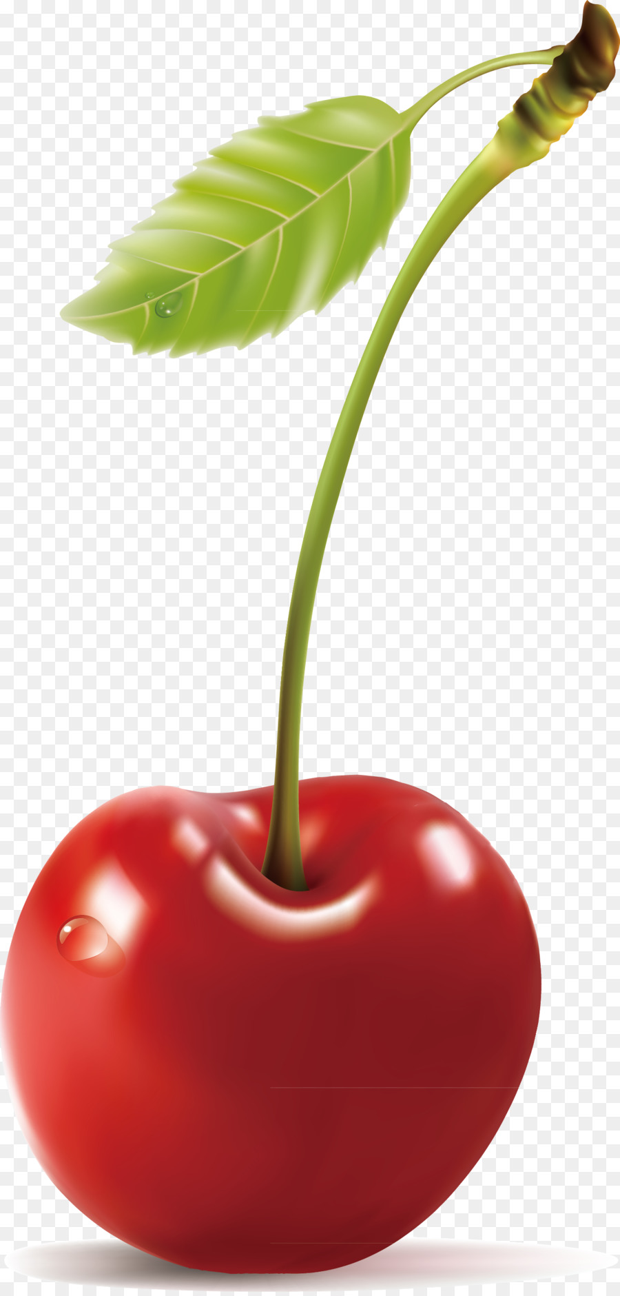 Cherry，De Los Cerezos En Flor PNG