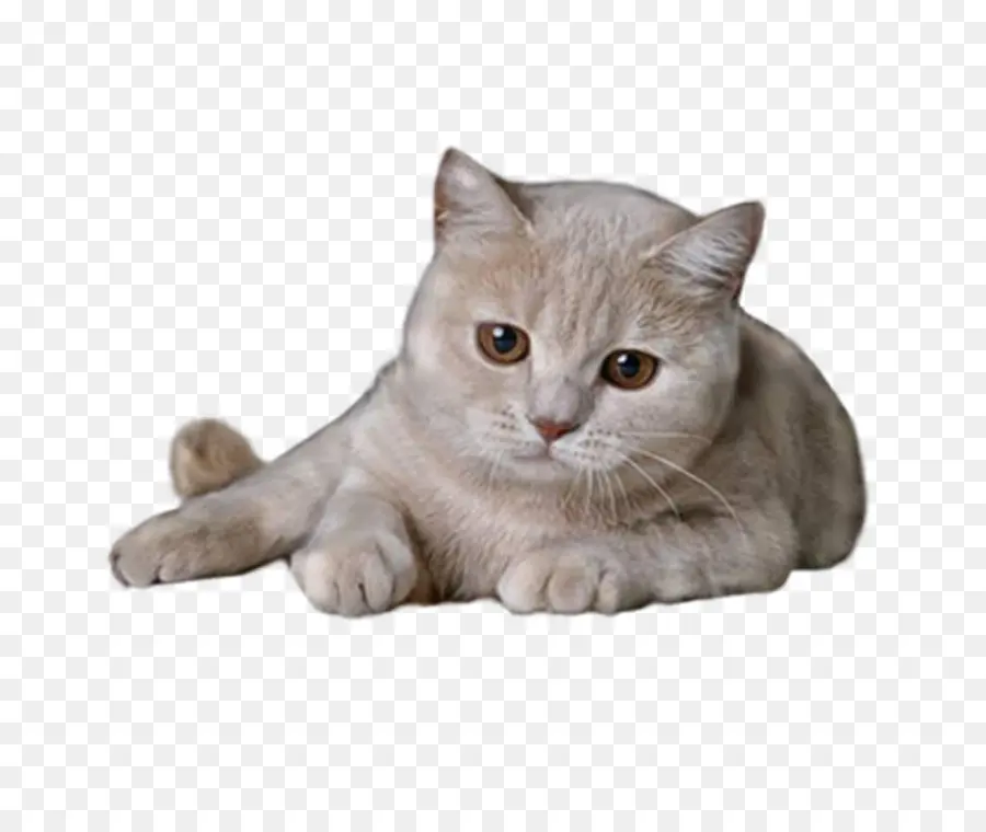 British Shorthair，World Wide Web PNG