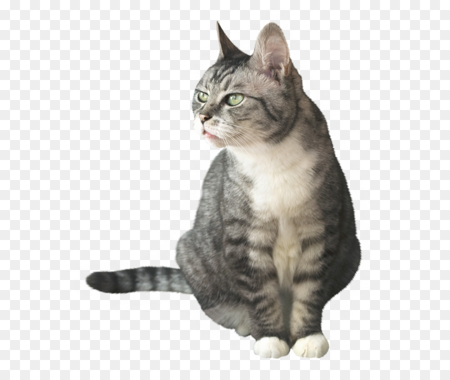 Dragón Li，American Shorthair PNG