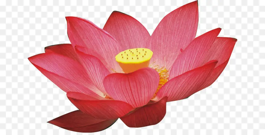 Nelumbo Nucifera，Raíz De Loto PNG