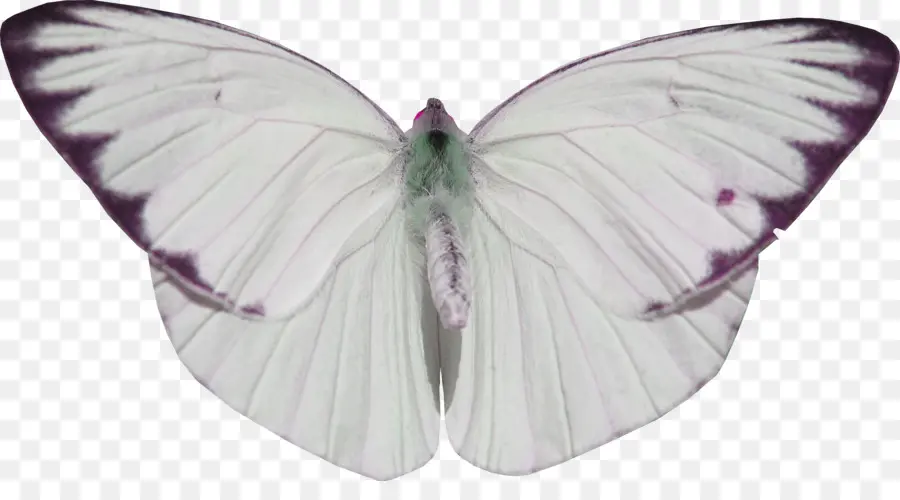 Mariposa，Nymphalidae PNG