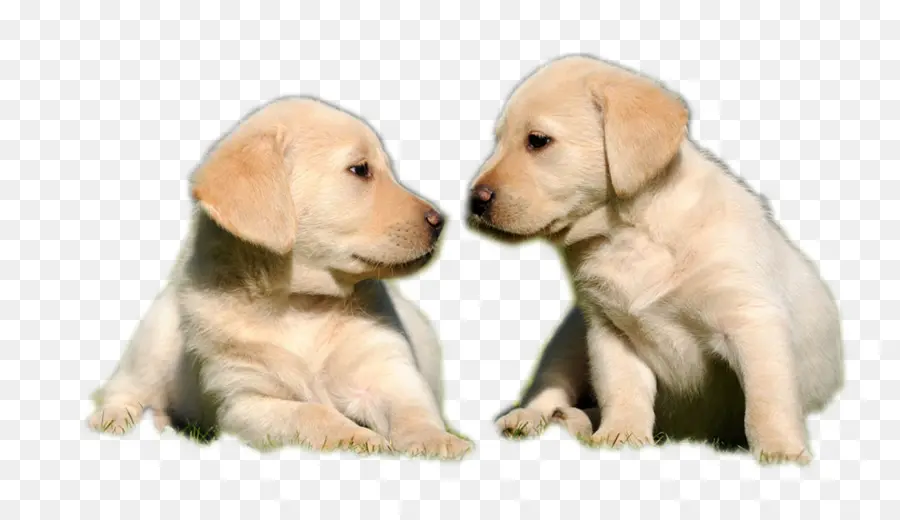 Cachorros，Mascotas PNG