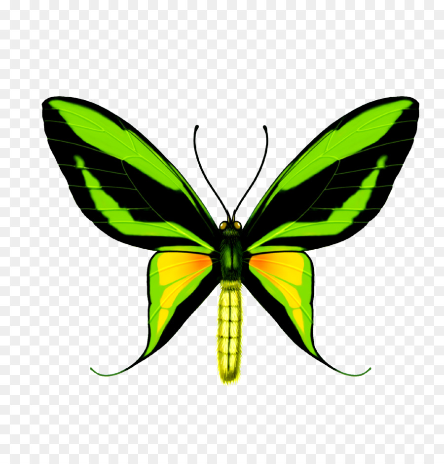 Mariposa，Ornithoptera Paradisaea PNG