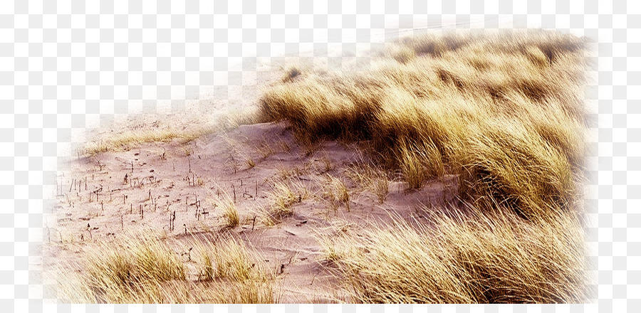 Dunas De Arena，Césped PNG