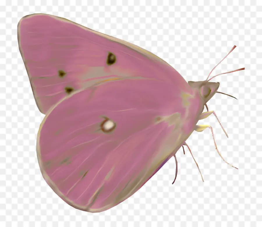 Mariposa Rosa，Insecto PNG