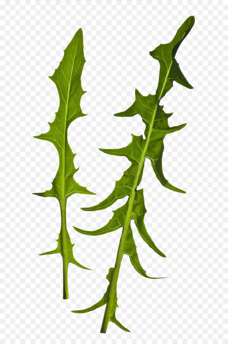 Hoja Vegetal，Hoja PNG