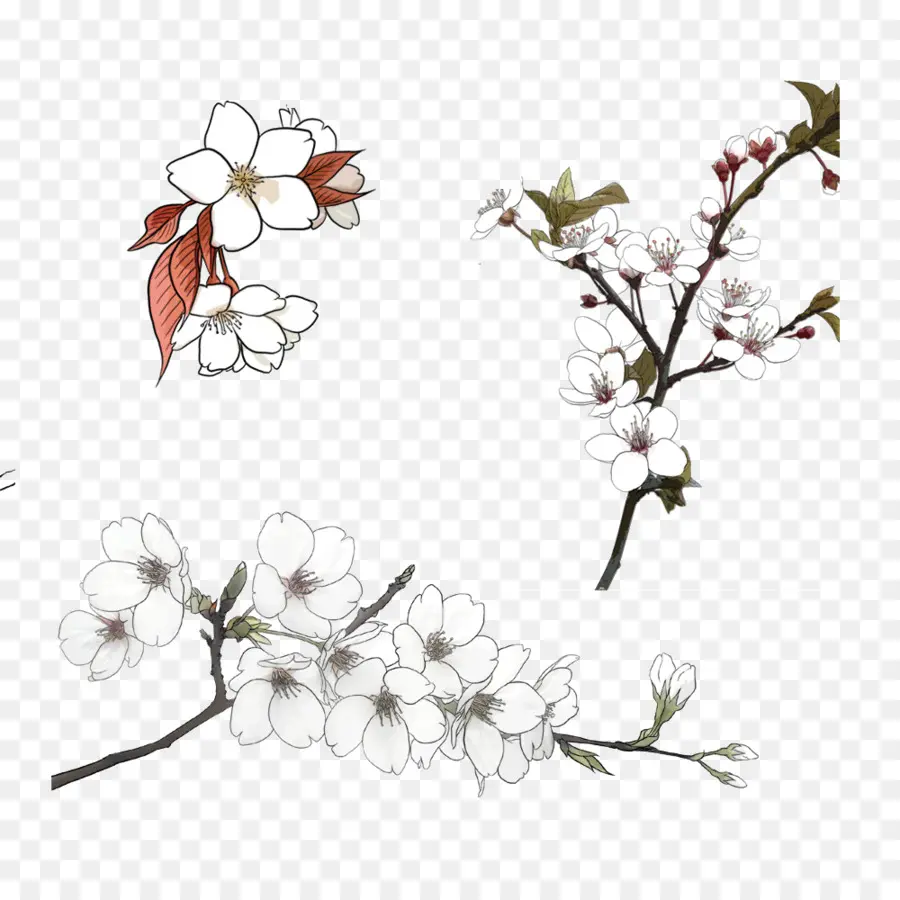 Bocetos De Flores，Dibujo PNG