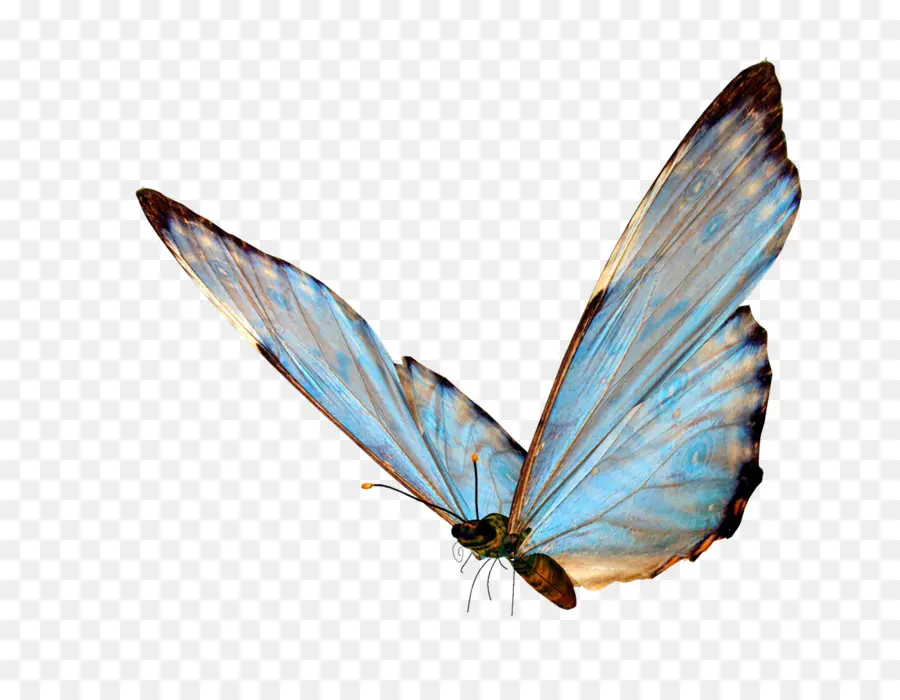 Mariposa，La Transparencia Y Translucidez PNG