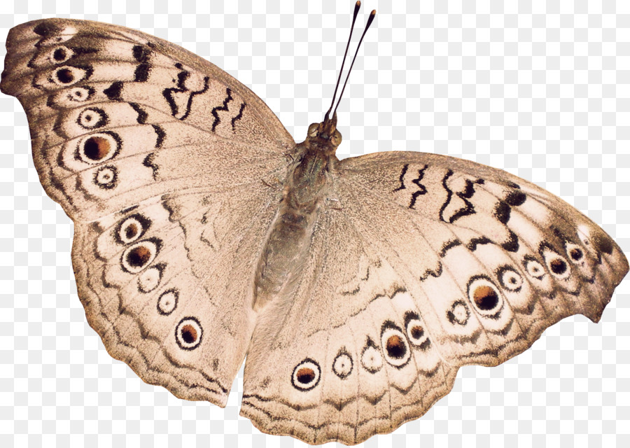 Mariposa，Papillon Perro PNG