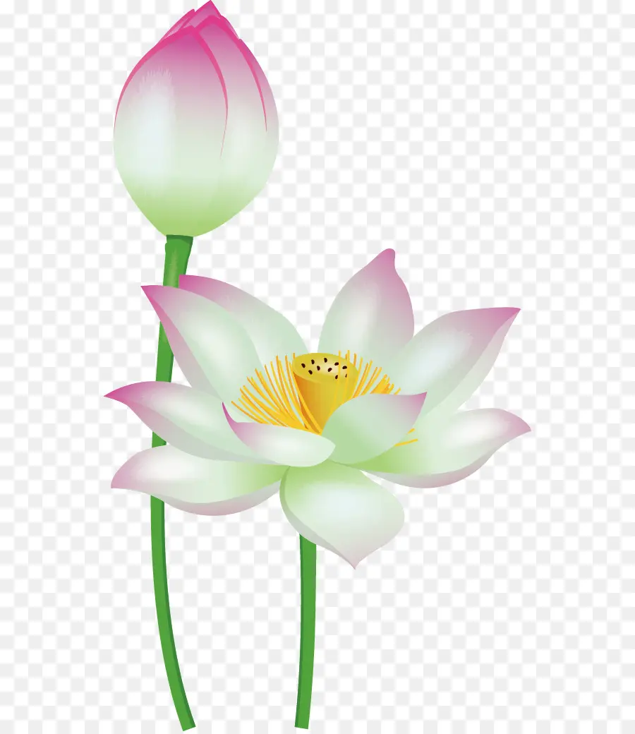 Nelumbo Nucifera，Descargar PNG