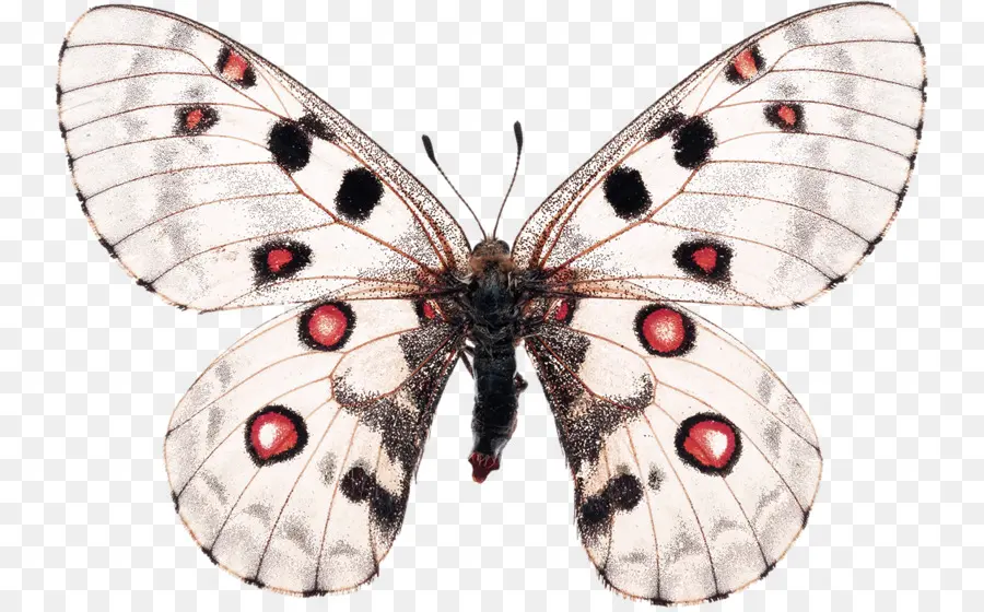 Mariposa Colorida，Vistoso PNG