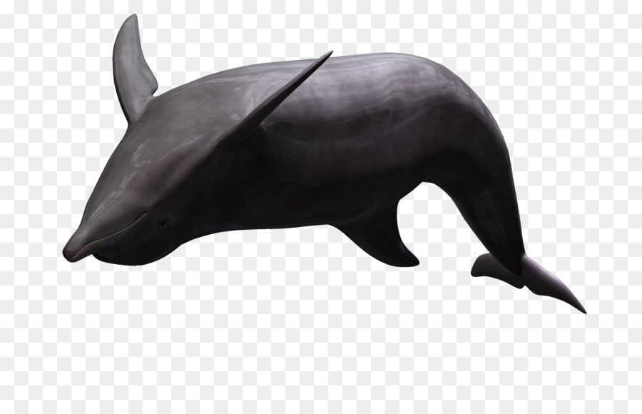 Dolphin，Animal PNG