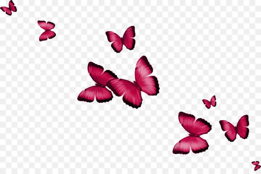 Mariposa，Imagen Digital PNG