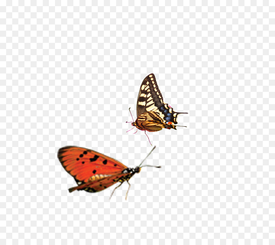 Mariposa，Marrón PNG