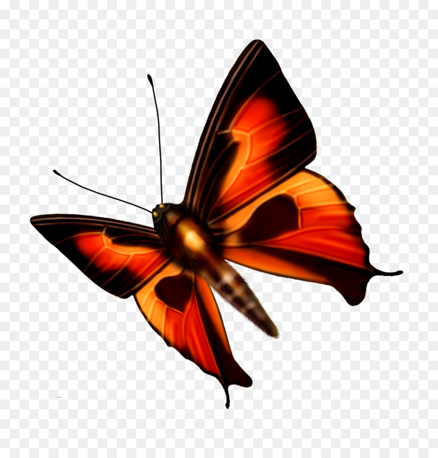 Mariposa，Alas PNG