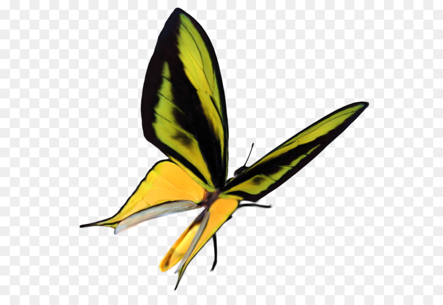 Mariposa，La Mariposa Monarca PNG