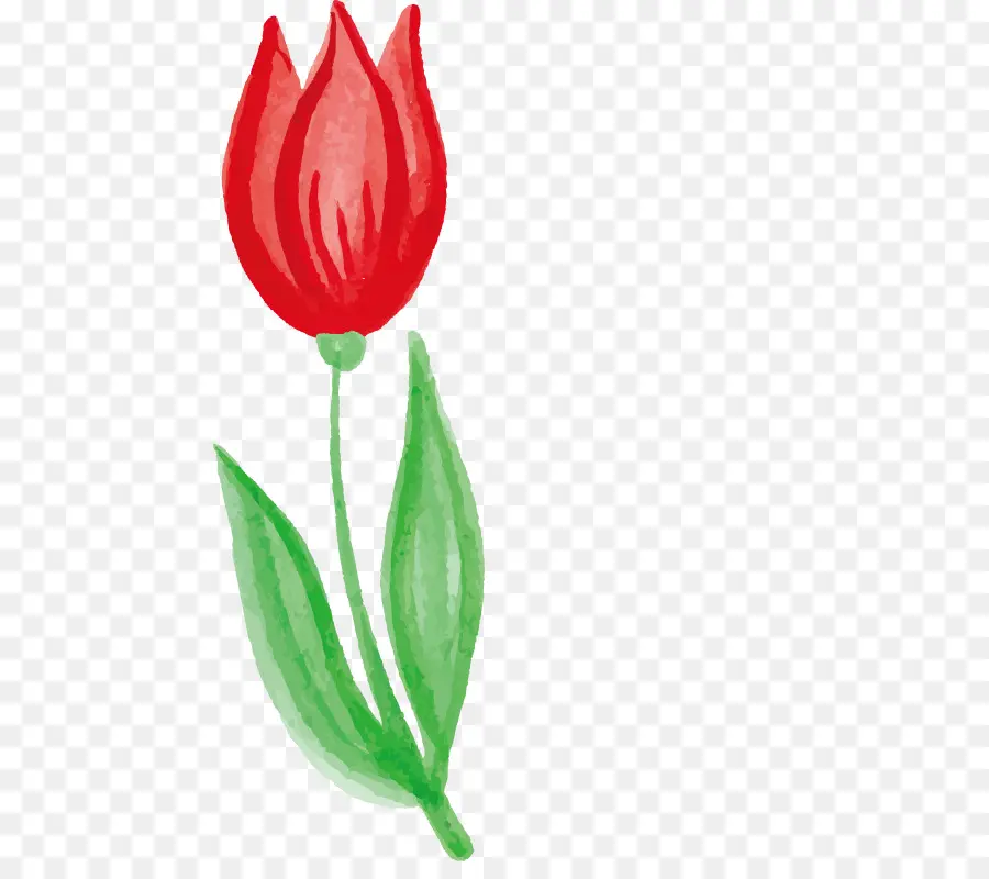 Tulipán Rojo，Tulipán PNG