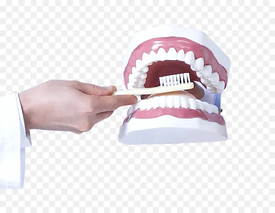 Cepillo De Dientes Y Modelo De Dientes，Dientes PNG