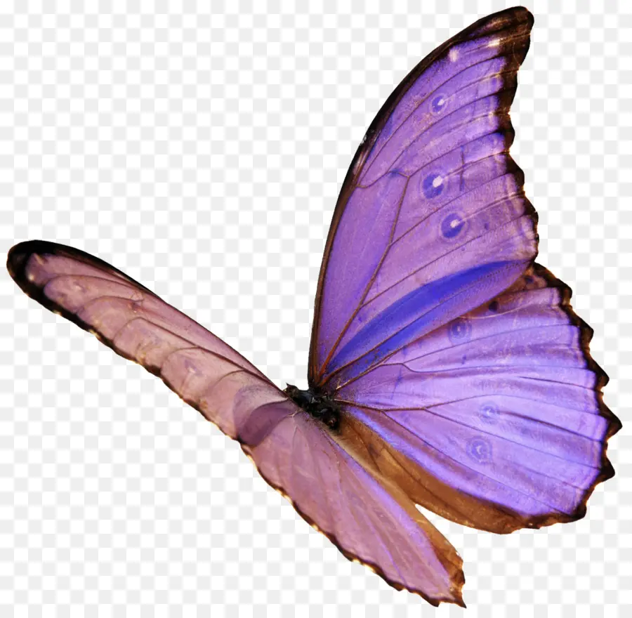 Mariposas Y Polillas，Blog PNG