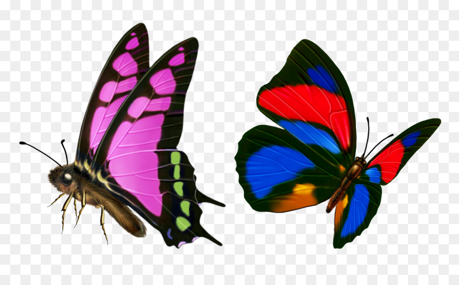 Mariposa，La Transparencia Y Translucidez PNG