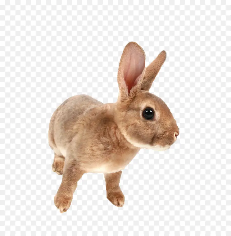 Mini Rex，Holanda Conejo Enano PNG