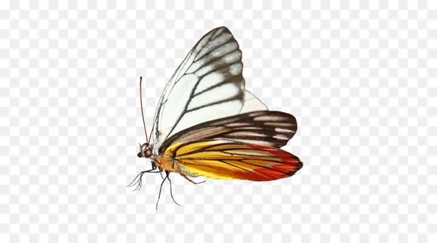 La Mariposa Monarca，Mariposa PNG