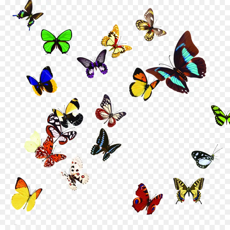 Mariposas，Vistoso PNG