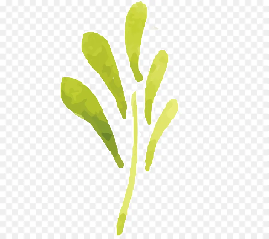 Hojas Verdes，Planta PNG