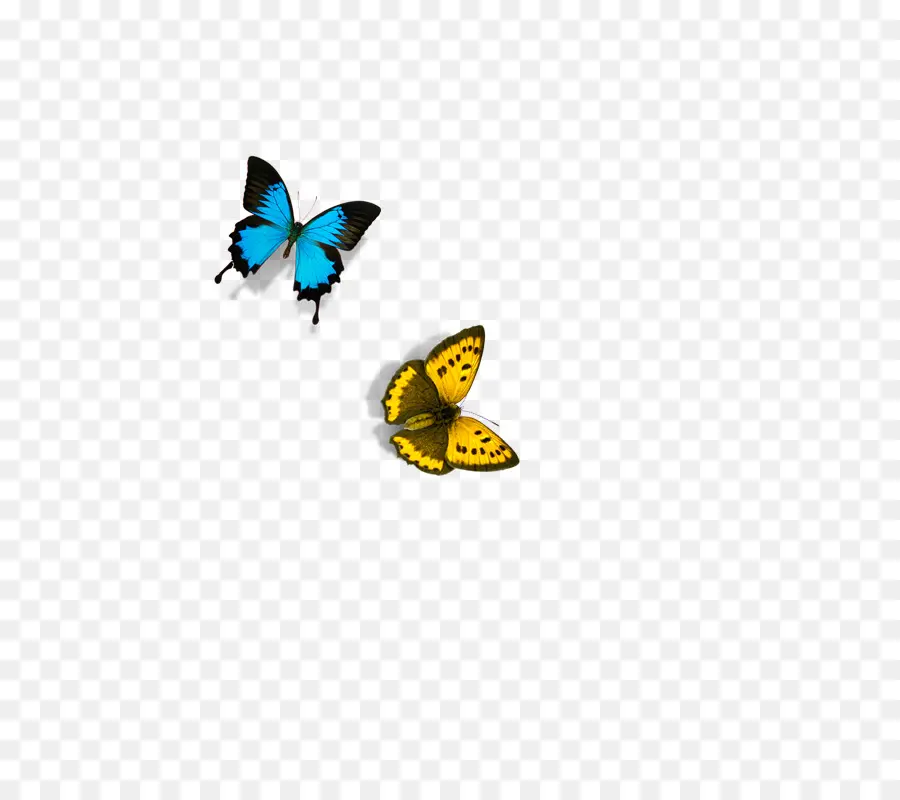 Mariposa Y Mariquita，Mariposa Amarilla PNG