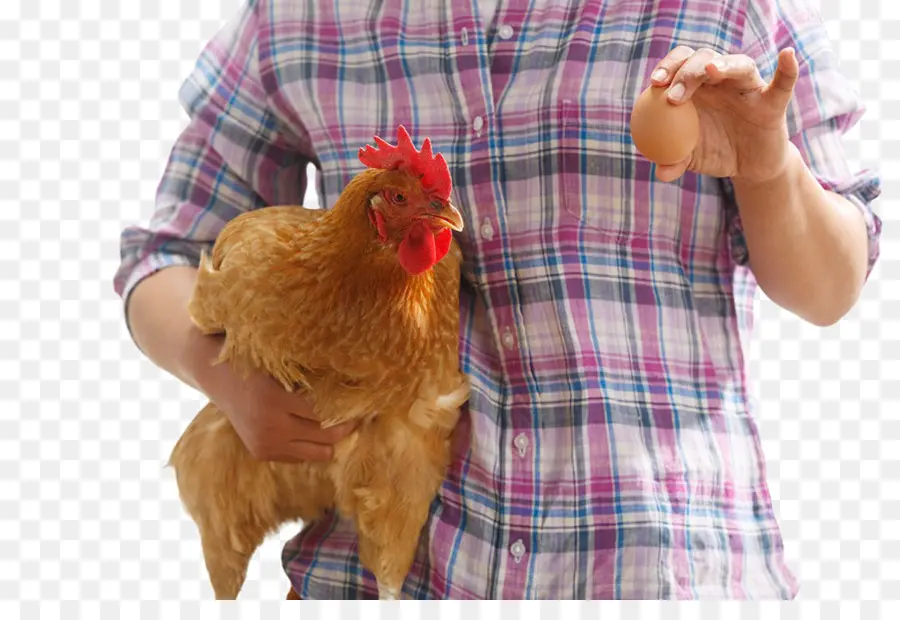 Pollo Y Huevo，Agricultor PNG