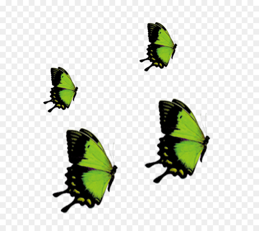 Mariposa，Nymphalidae PNG