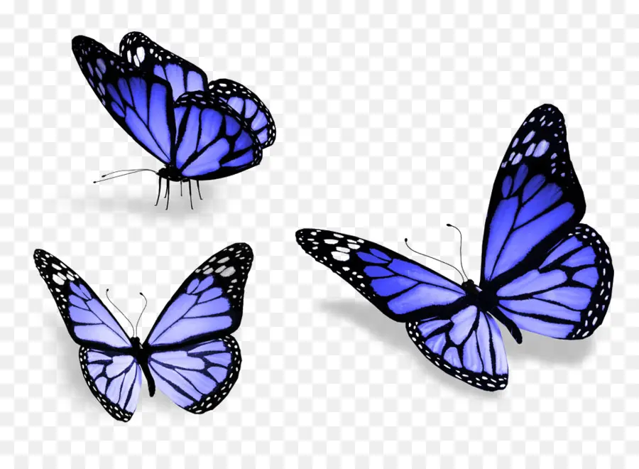 Mariposa，Una Fotografía De Stock PNG