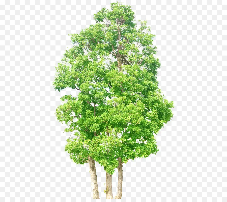 árbol，Arbusto PNG