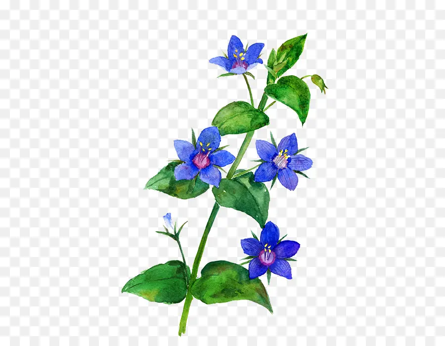 Flores Azules，Hojas Verdes PNG