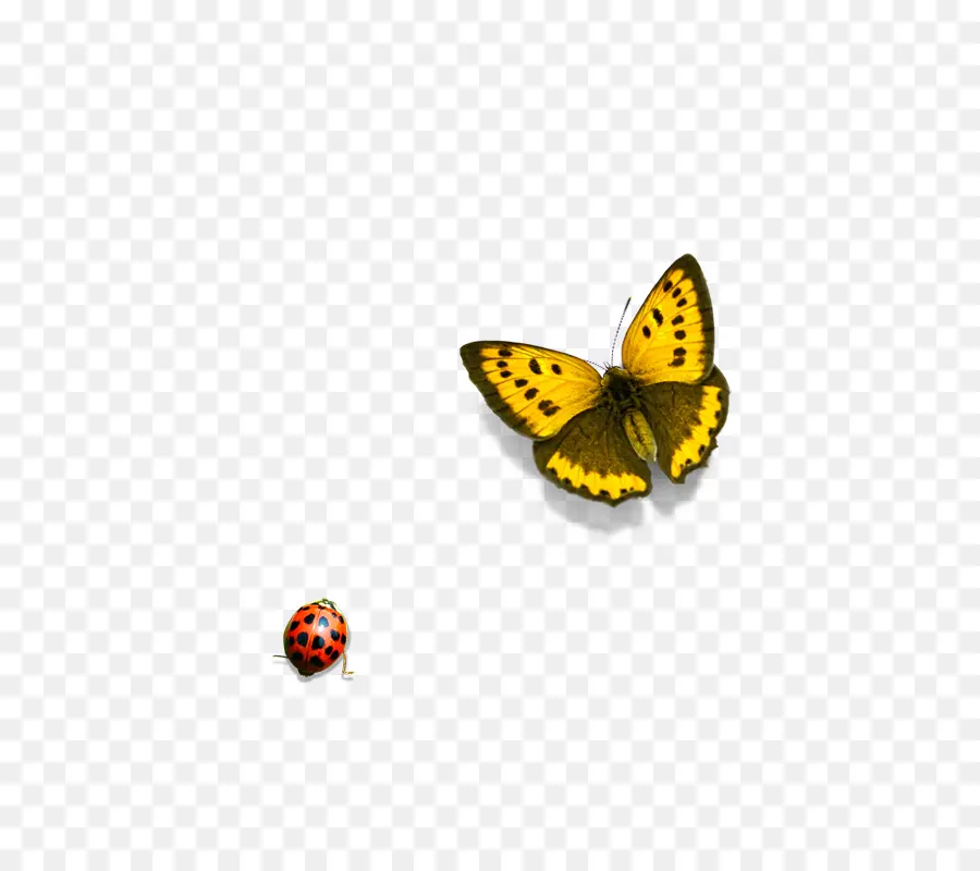 Mariposa Y Mariquita，Mariposa Amarilla PNG